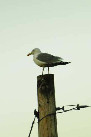 Seagull on pole