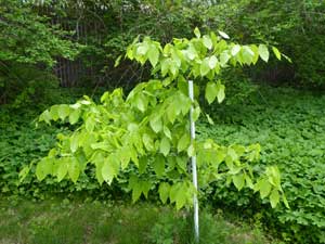beech sapling