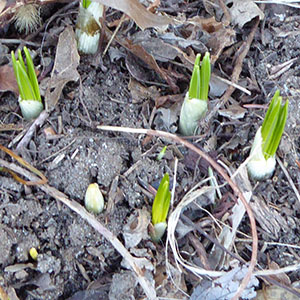 crocus spikes