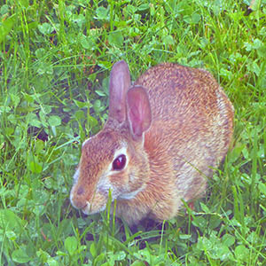 Rain after a dry spell