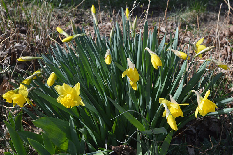 daffodils