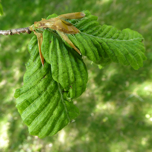 beech leaf disease