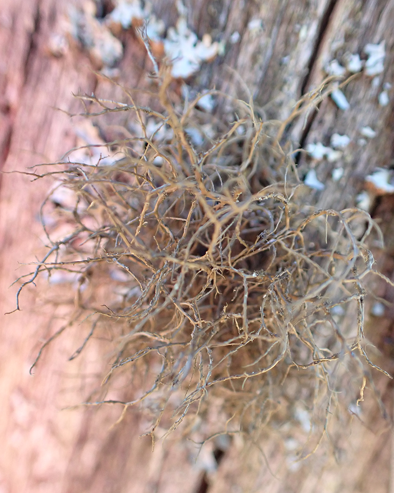 Burred horsehair lichen