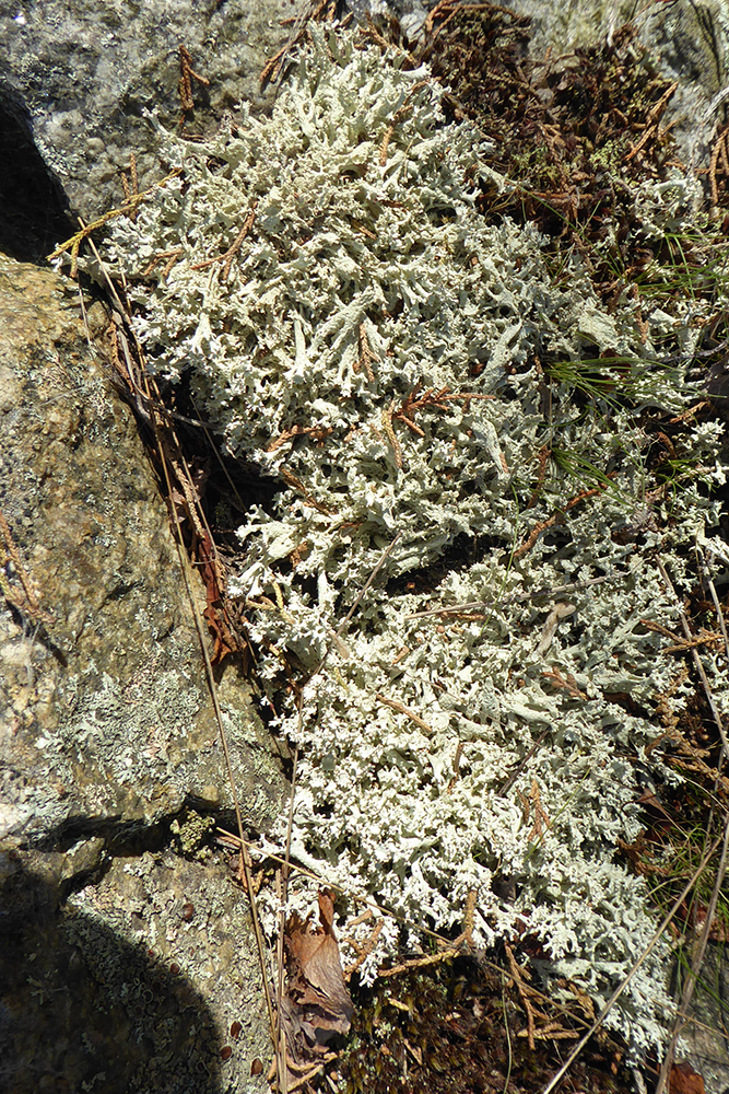 Fishnet lichen