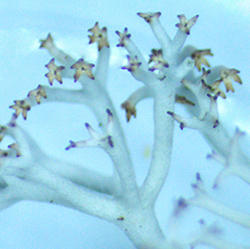 C. stellaris close-up