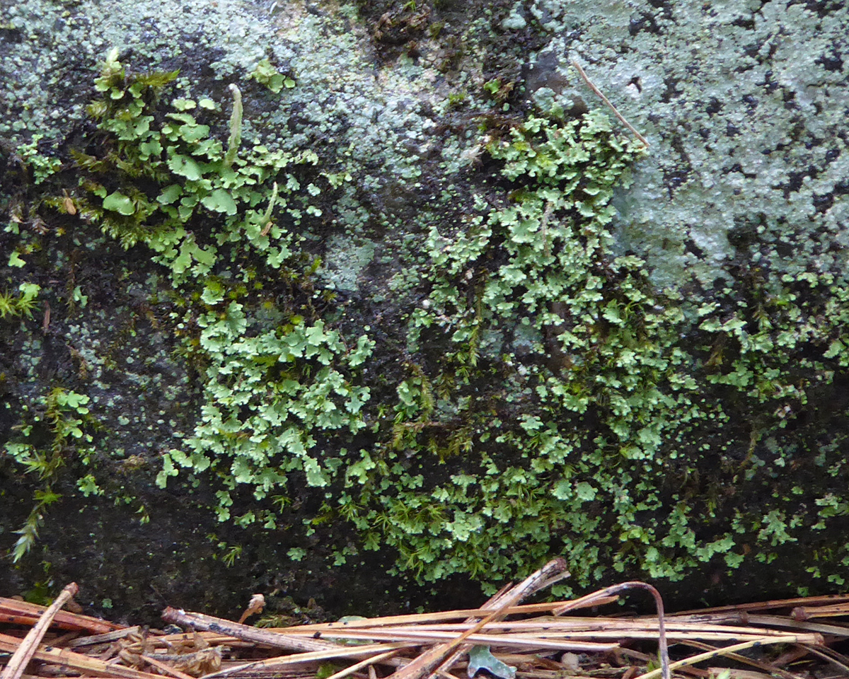 Peppered rock-shield lichen