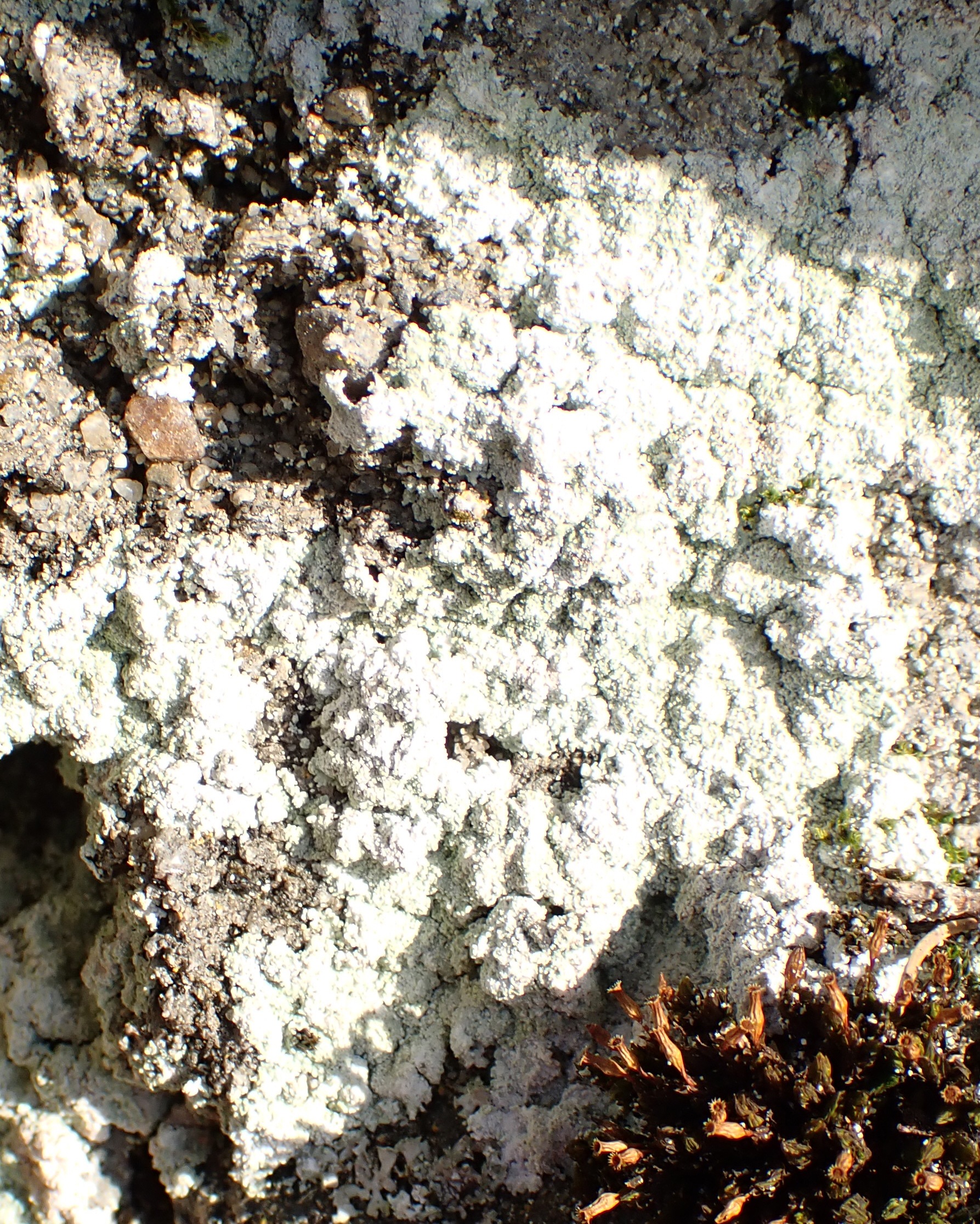 Cow pie lichen