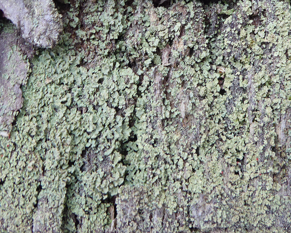 Fink's dust lichen