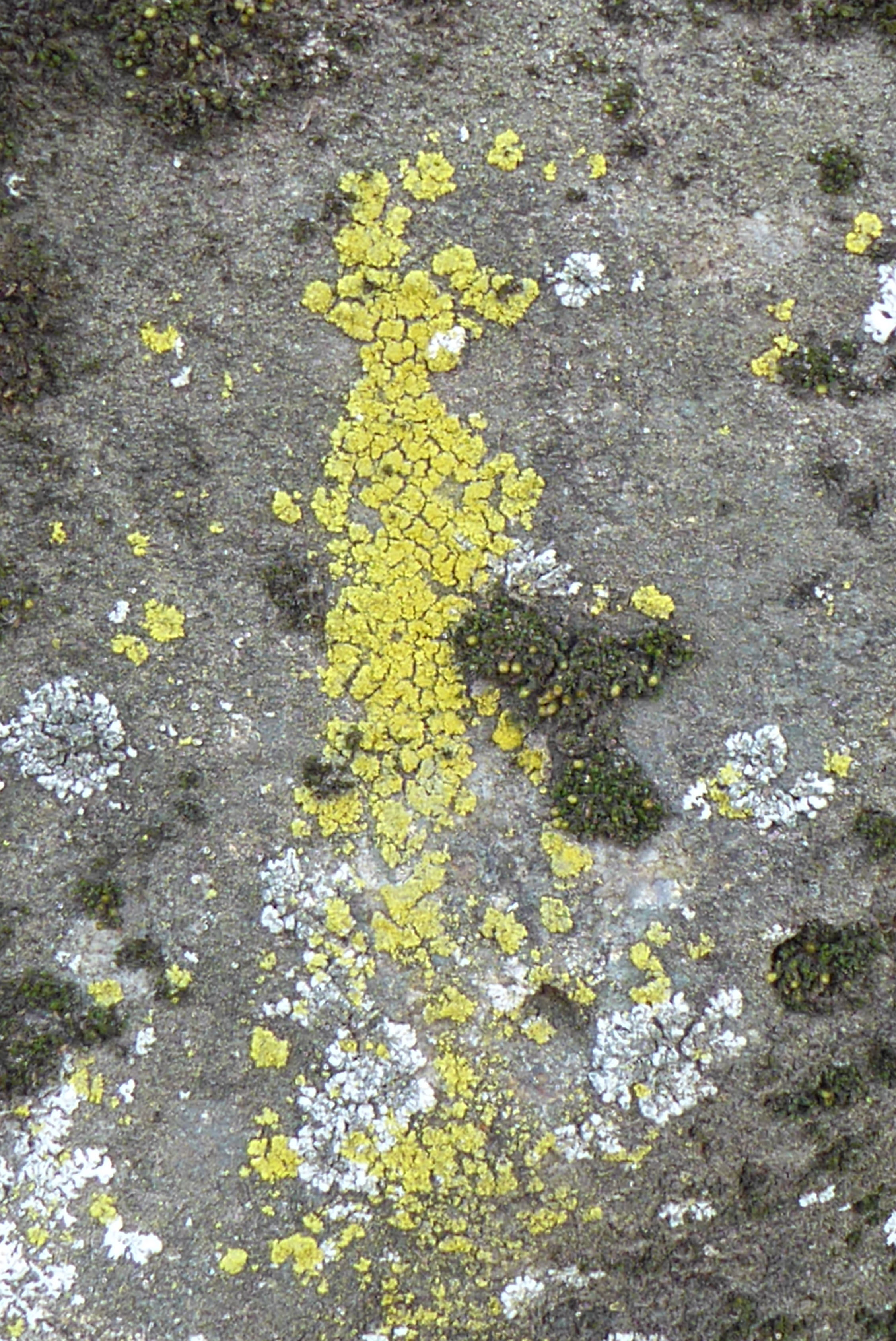 Common goldspeck lichen