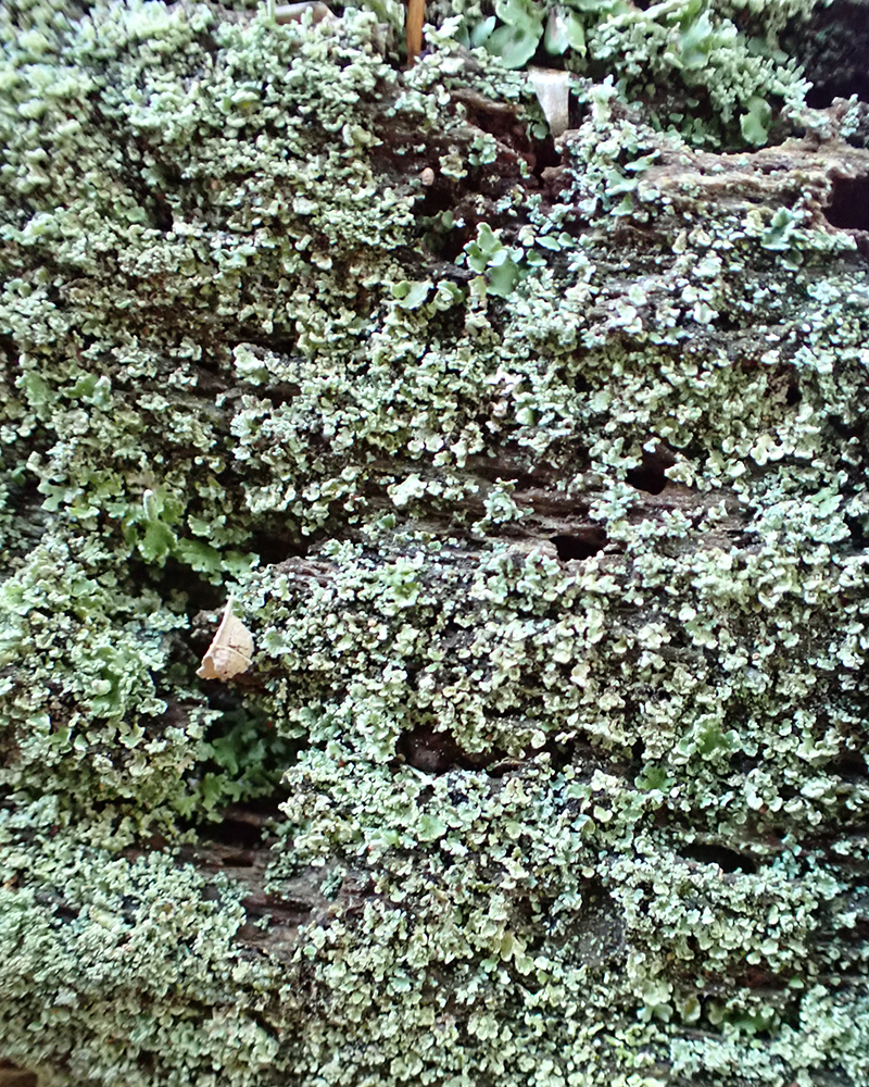 Physcia, Ipswich MA