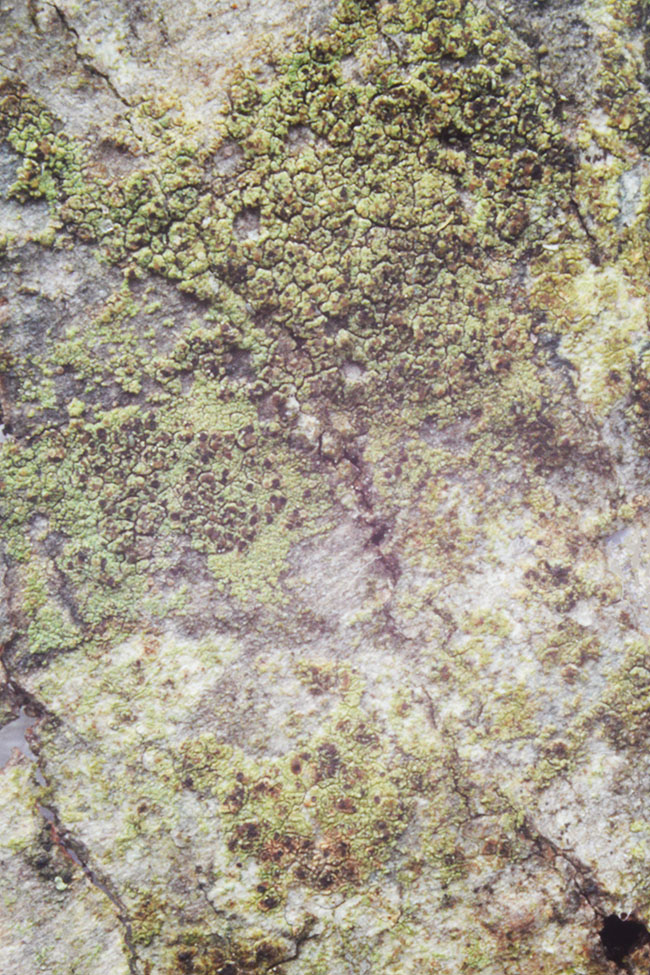 Lecidea varians 