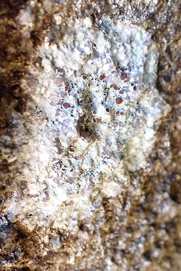 Myriolecis dispersa
