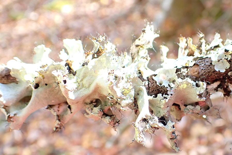 Parmotrema arnoldii