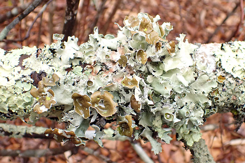 Parmotrema perforata