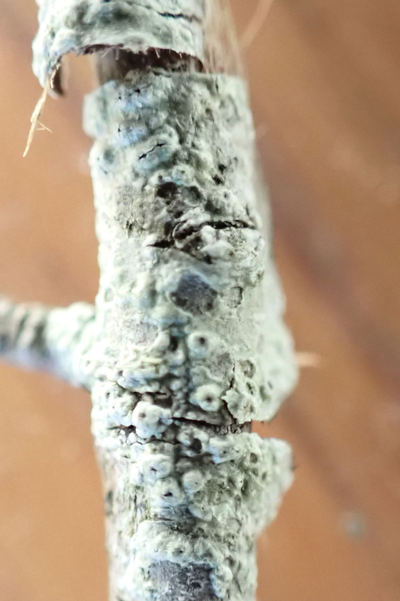 Parmotrema arnoldii