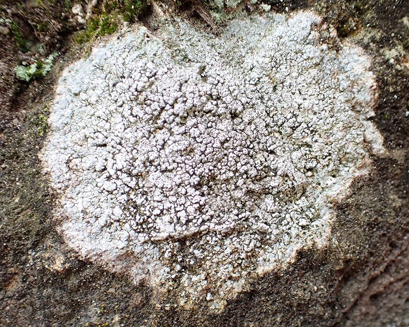 Plitt's wart lichen