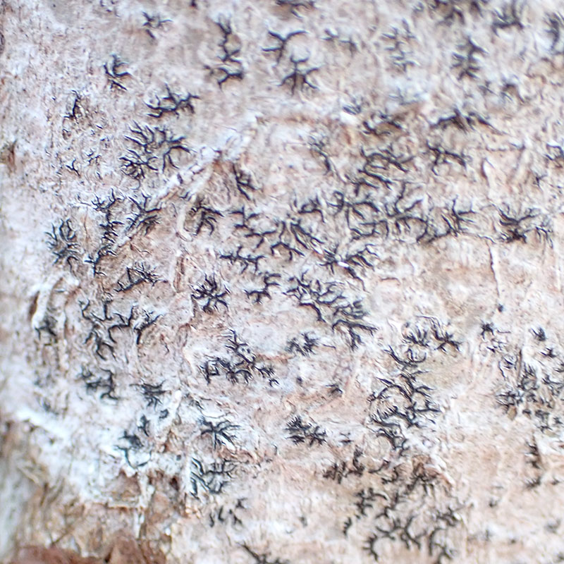 Phaeographis inusta