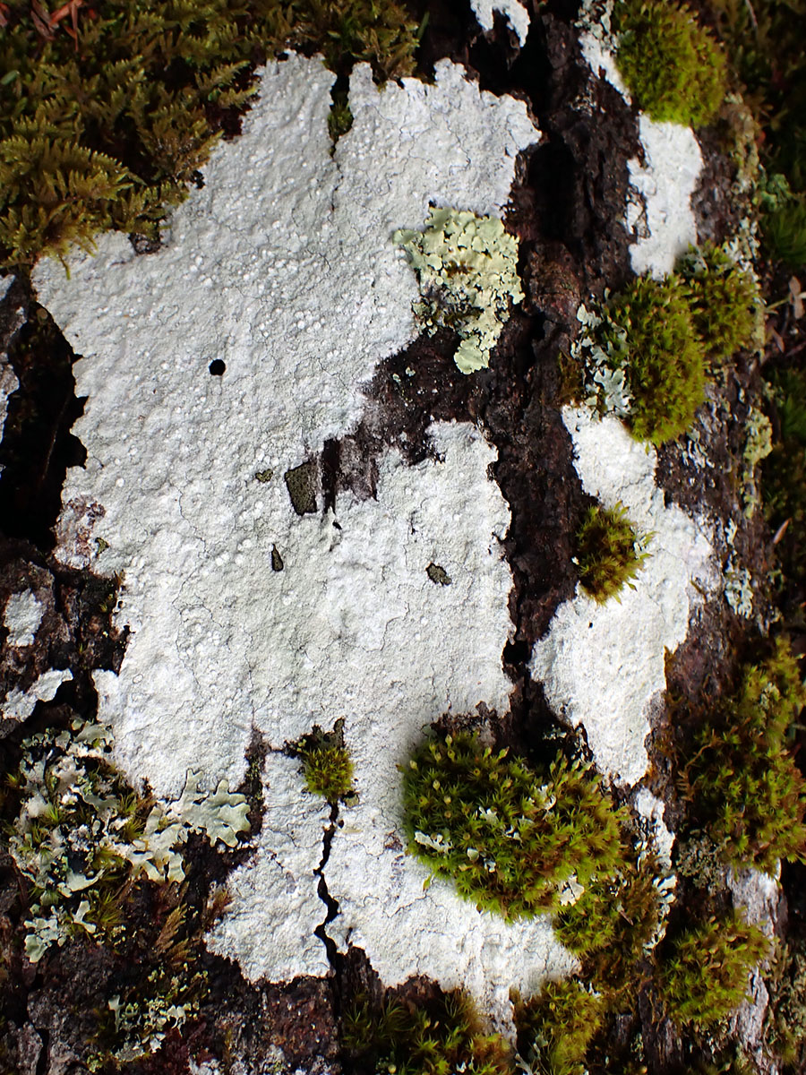 Rhizocarpon cinereovirens