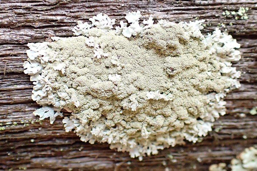 Salted starburst lichen