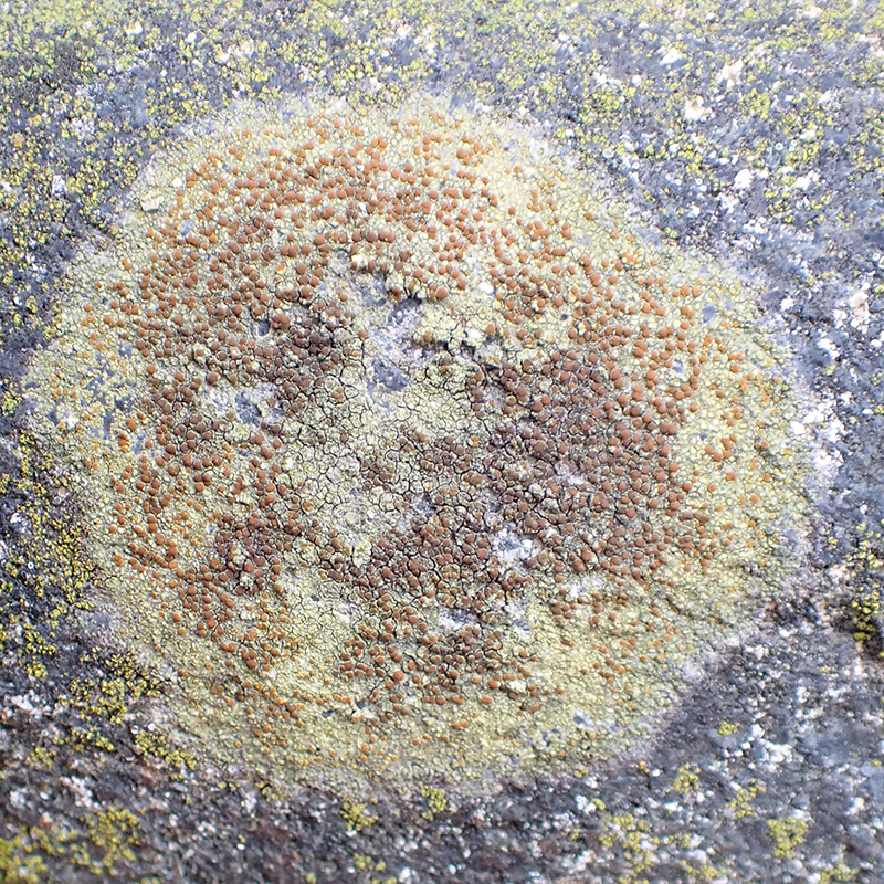 Bushy beard lichen