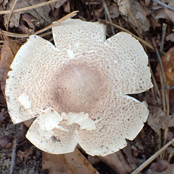 Agaricus sylvaticus