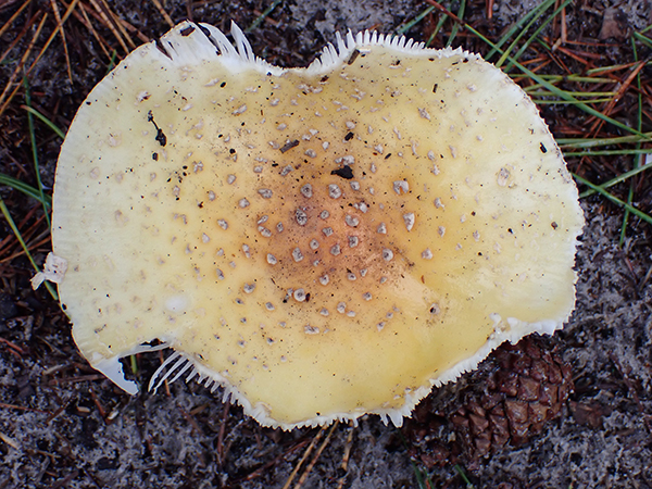 Amanita muscaria var. guessowii