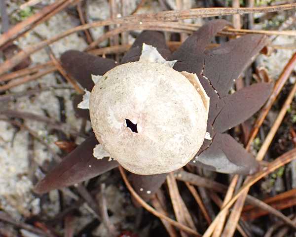 Astreus smithii