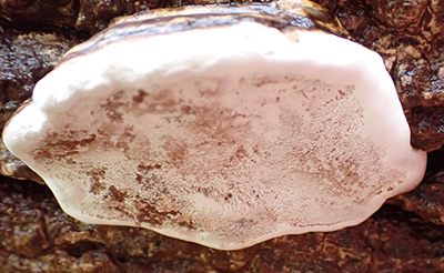 Ganoderma applanatum underside