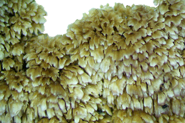 Irpex lacteus