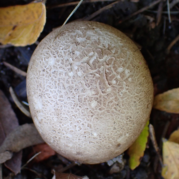 Scleroderma citrinum
