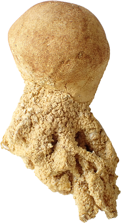 Scleroderma septentrionale with pseudostipe
