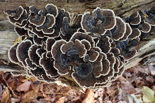 Trametes versicolor