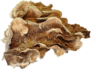 Trichaptum biforme belly