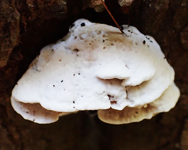 Tyromyces chioneus