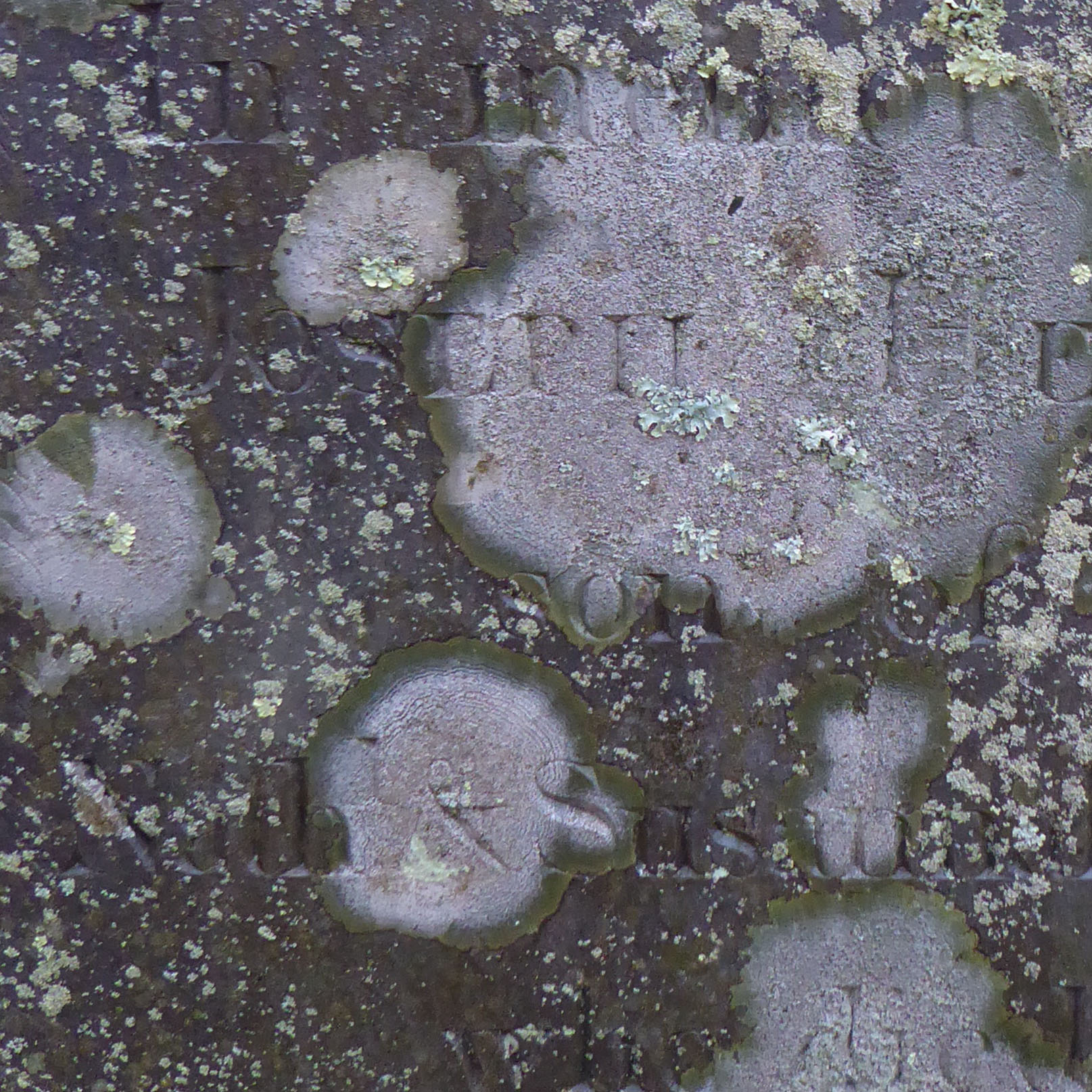 lichen on slate, Ipswich MA