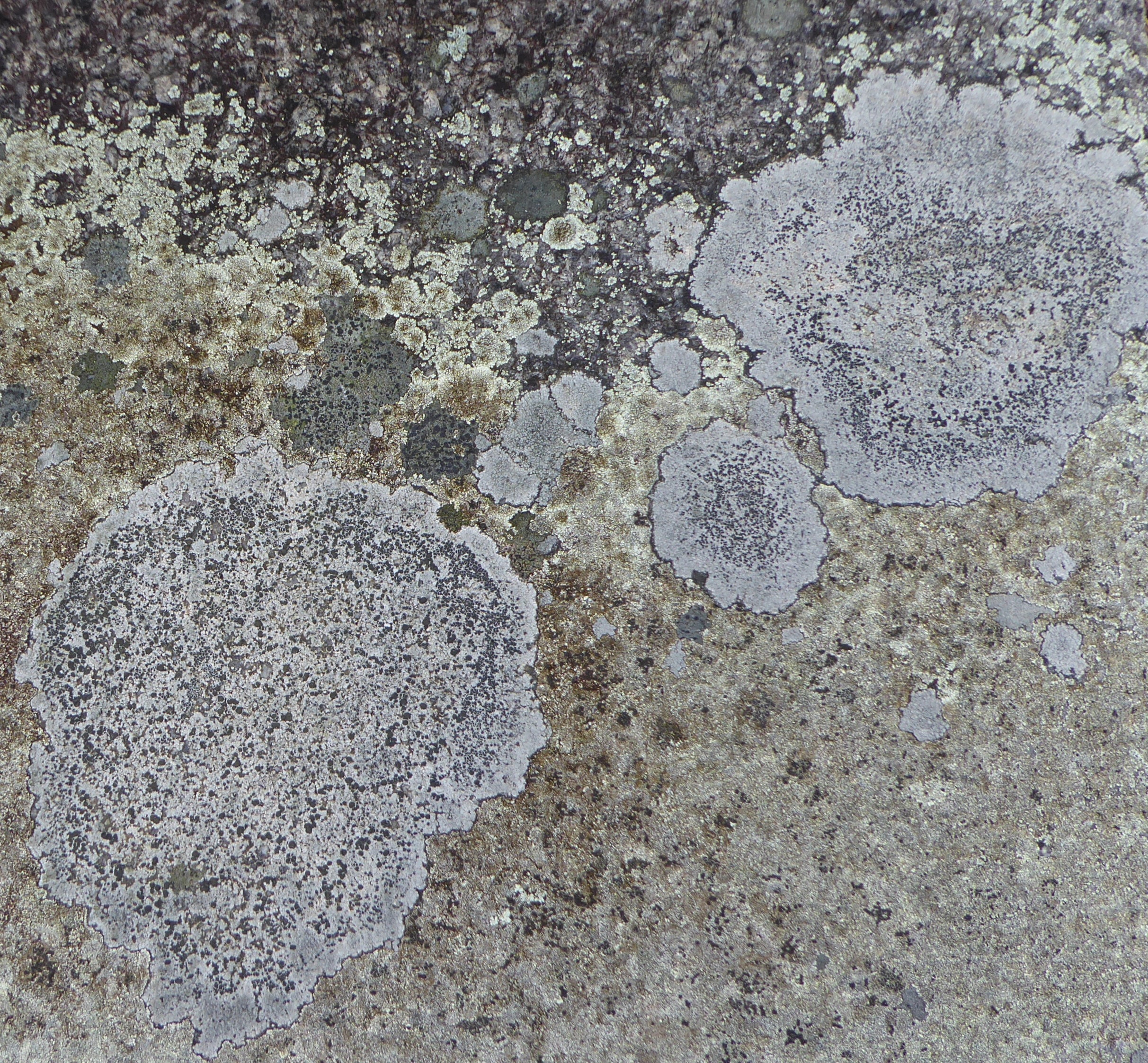 Cinderlichen (aspicilia-cinerea)