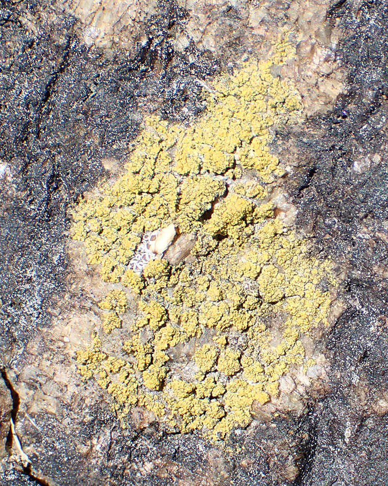 Athallia scopularis