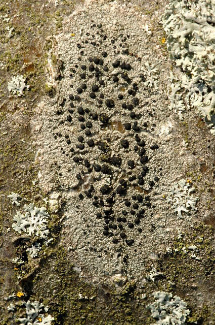 Buellia disciformis