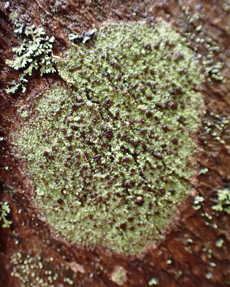 Buellia disciformis