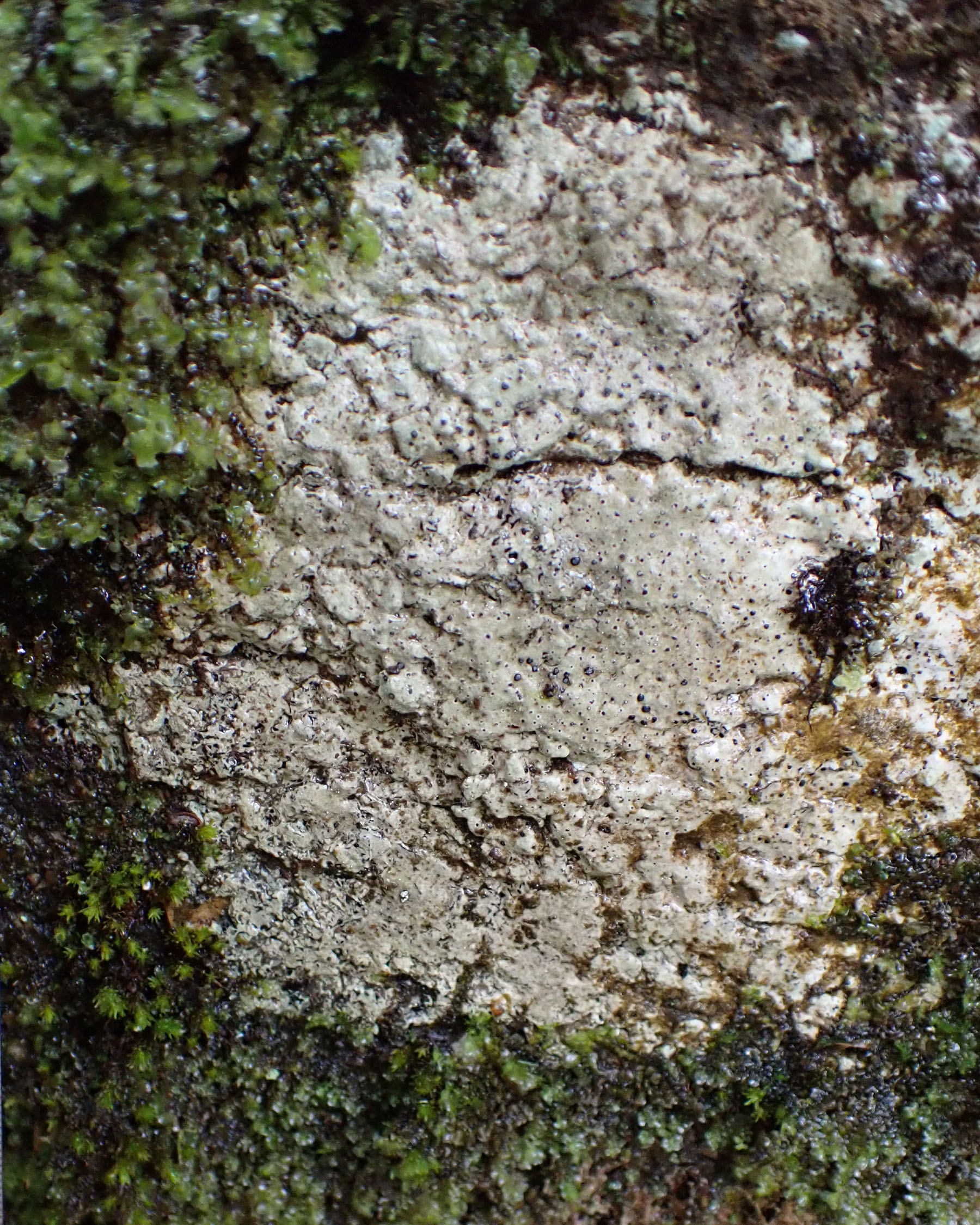 Pseudevernia consocians