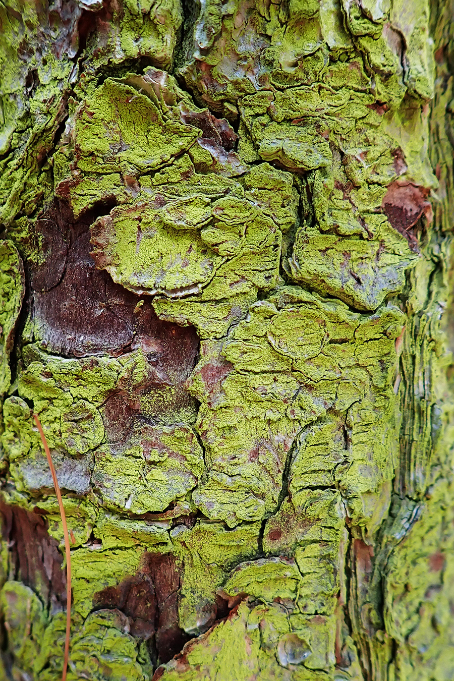 Chrysothrix candelaris