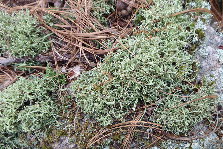 Many-forked cup lichen