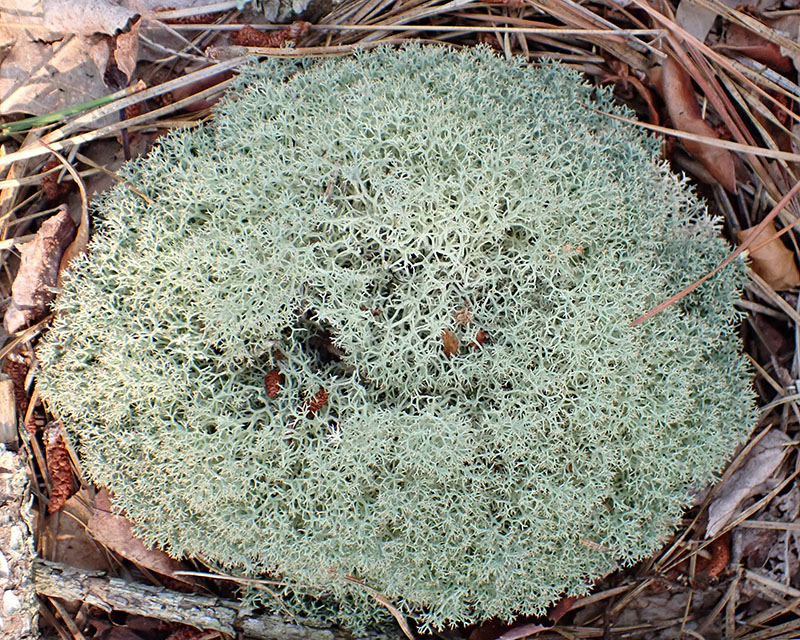Cladonia stellaris