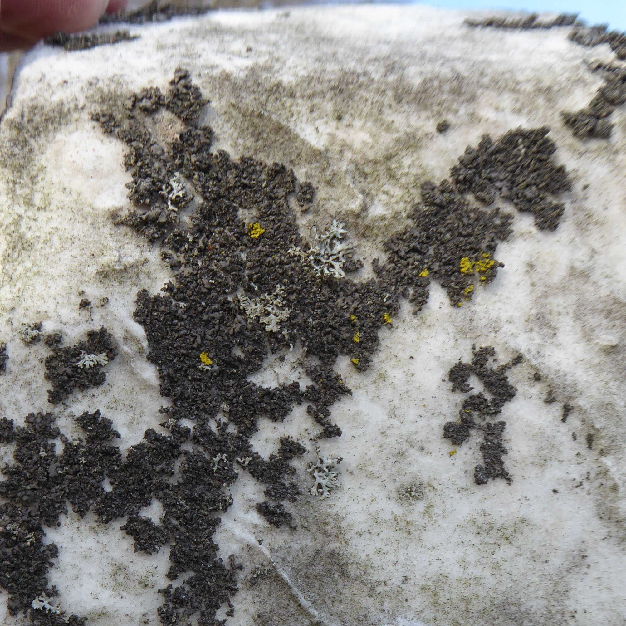 Coal dust lichen, Ipswich MA