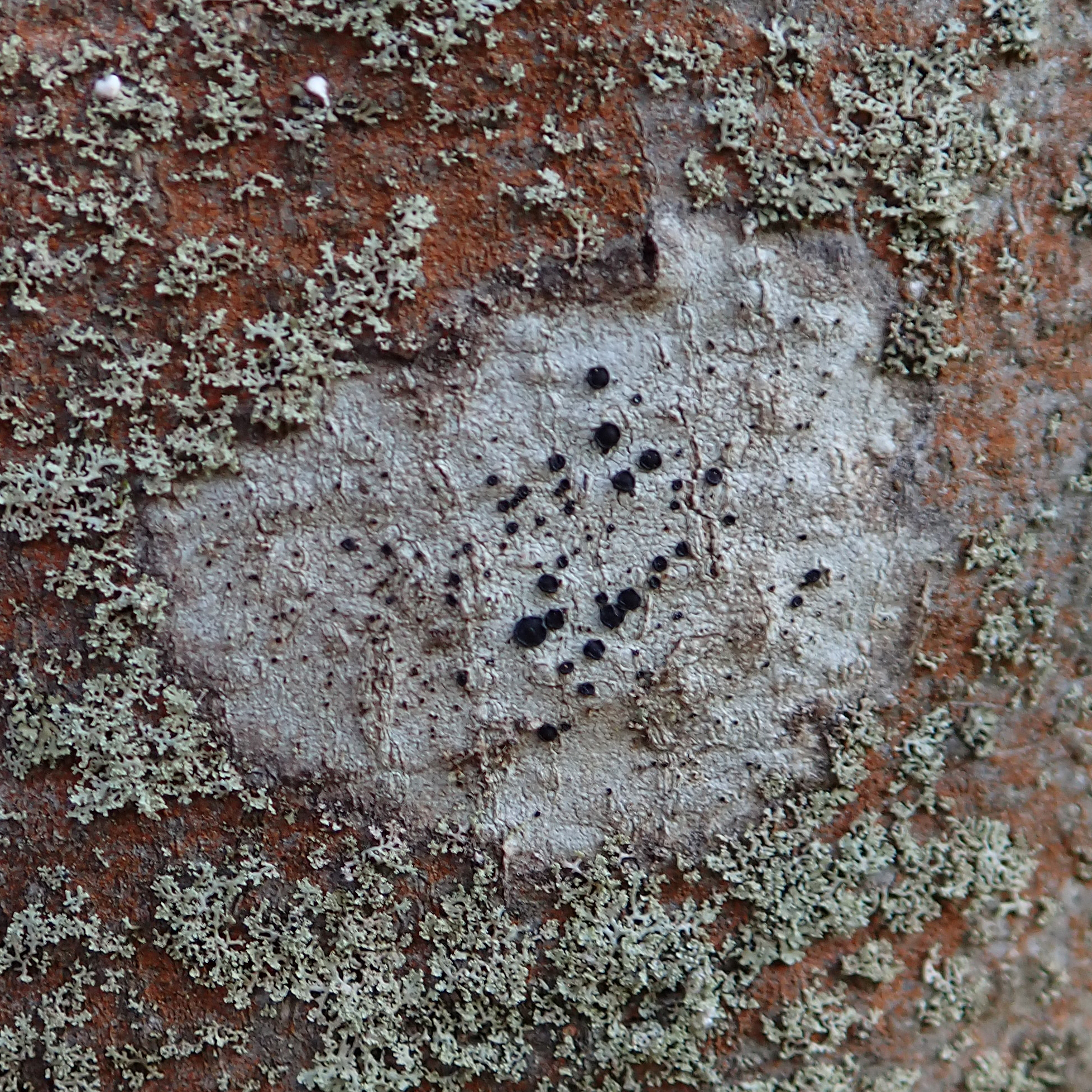 Common button lichen
