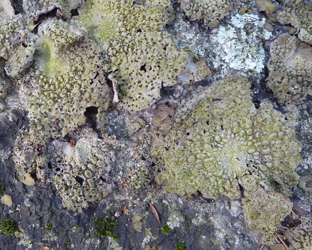 Lichens of Ipswich and surrounding coastal Massachusetts