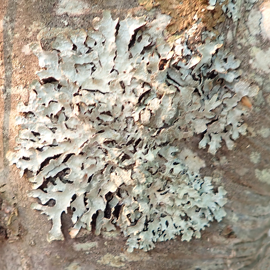 Hammered shield lichen