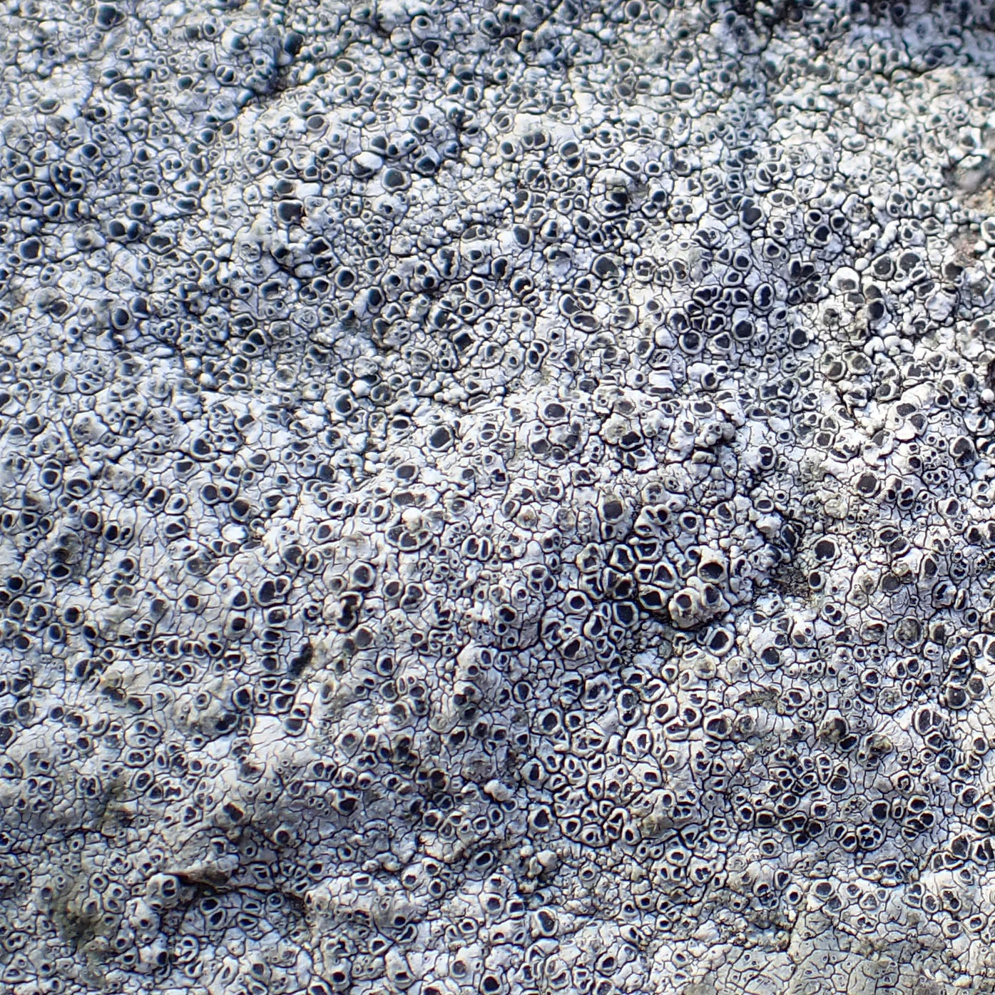 Smoky rim lichen
