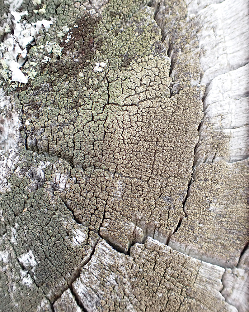 Lecanora conizaeoides