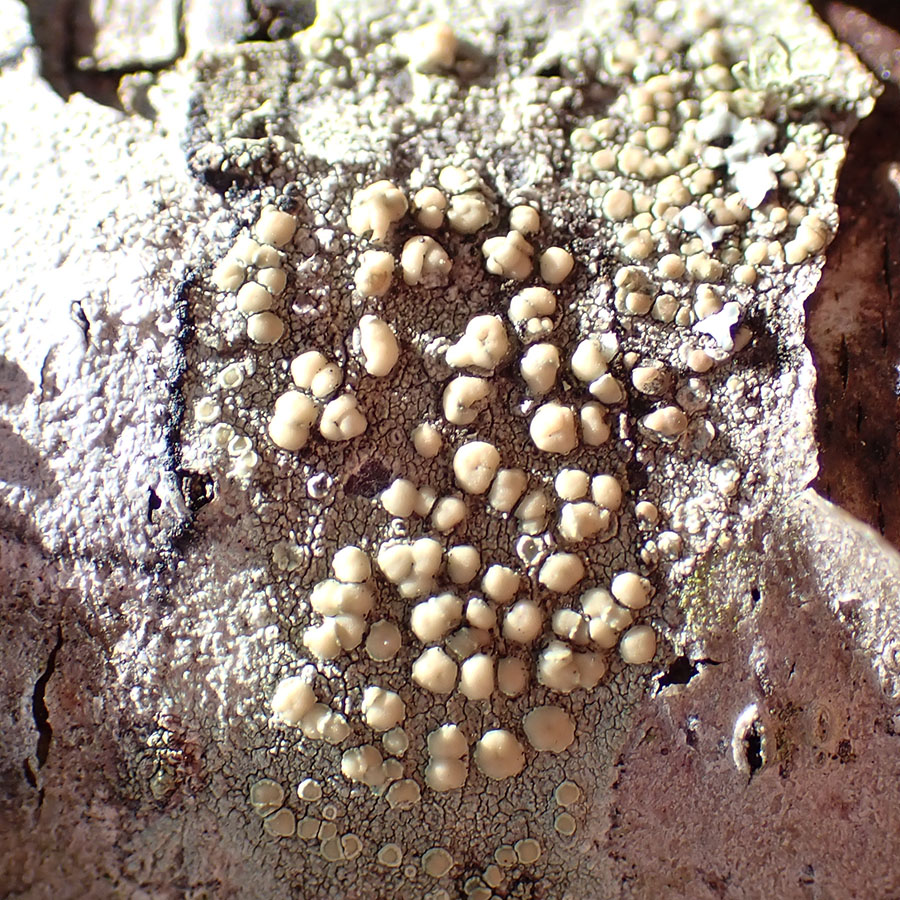Fused rim lichen